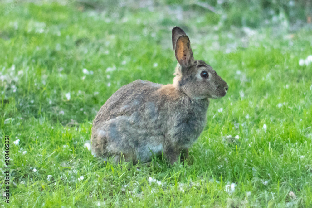A rabbit in the garden A rabbit in the garden