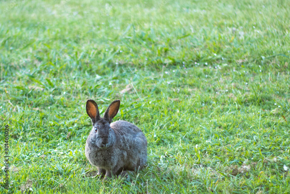 Obraz premium A rabbit in the garden