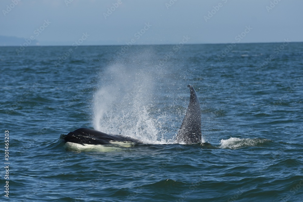 Fototapeta premium Orca in the water