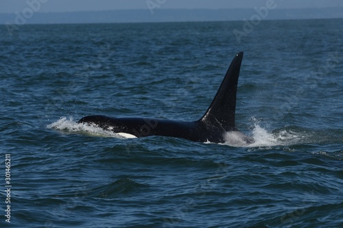 Orca in the water © lukasgrinaj