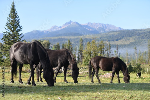 The horses under the mountain