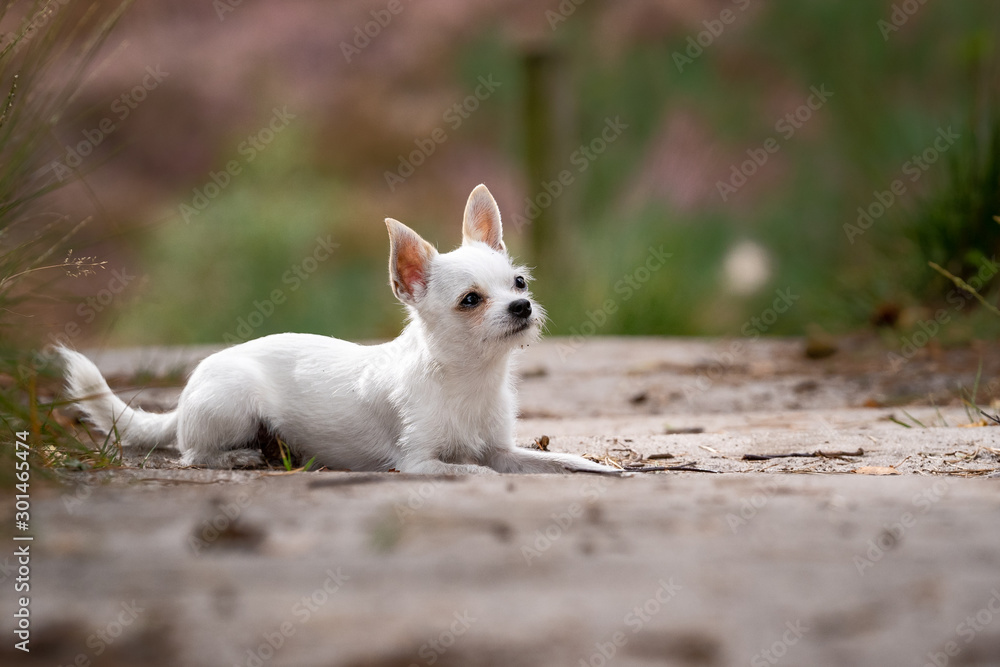 Happy little white chiwawa in the picture Happy little white chiwawa in the picture