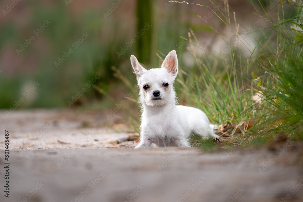 Happy little white chiwawa in the picture Happy little white chiwawa in the picture