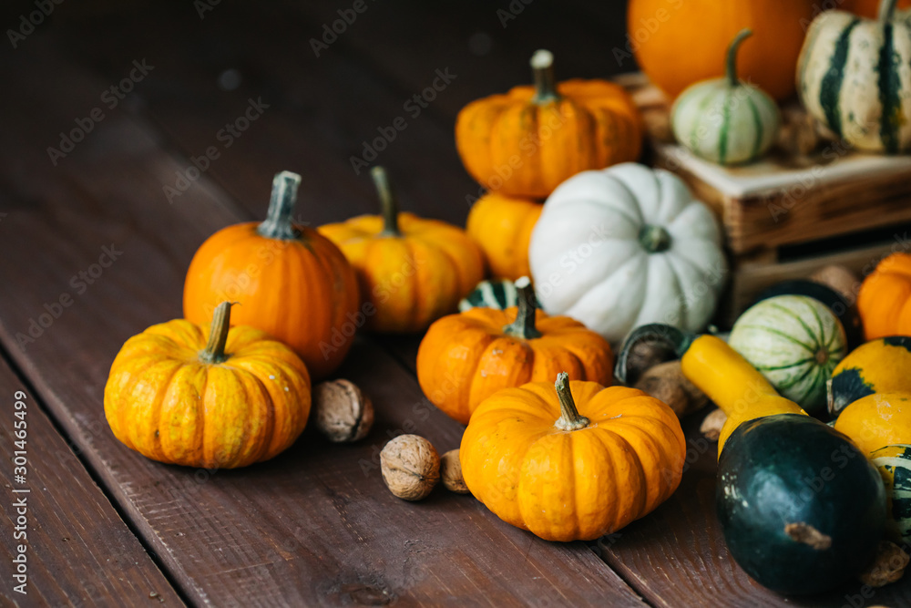 Varieties of pumpkins and squashes collection. View of squash and pumpkins for Halloween Varieties of pumpkins and squashes collection. View of squash and pumpkins for Halloween