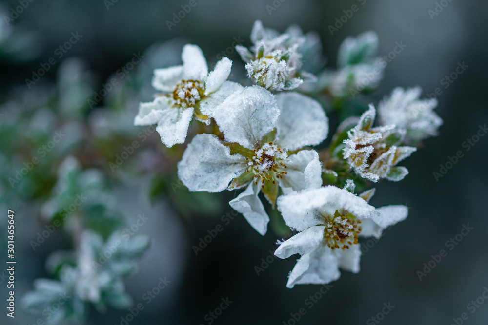beautiful white flowers covered with hoarfrost on blurred natural background