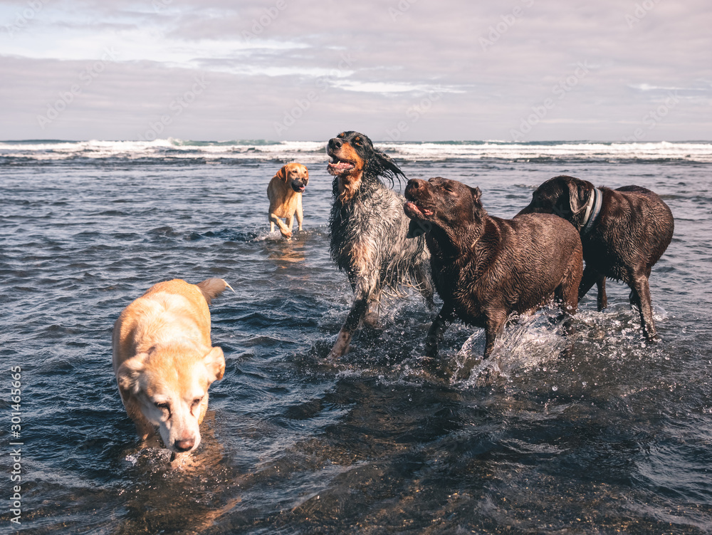 Herd of five purebred and mixed-breed dogs bathing in the sea Herd of five purebred and mixed-breed dogs bathing in the sea