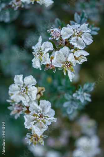 beautiful white flowers covered with hoarfrost on blurred natural background
