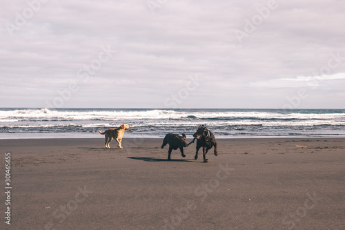 Two Labrador Chocolate dogs fighting for a stick on the shore with other labrador dog on the background