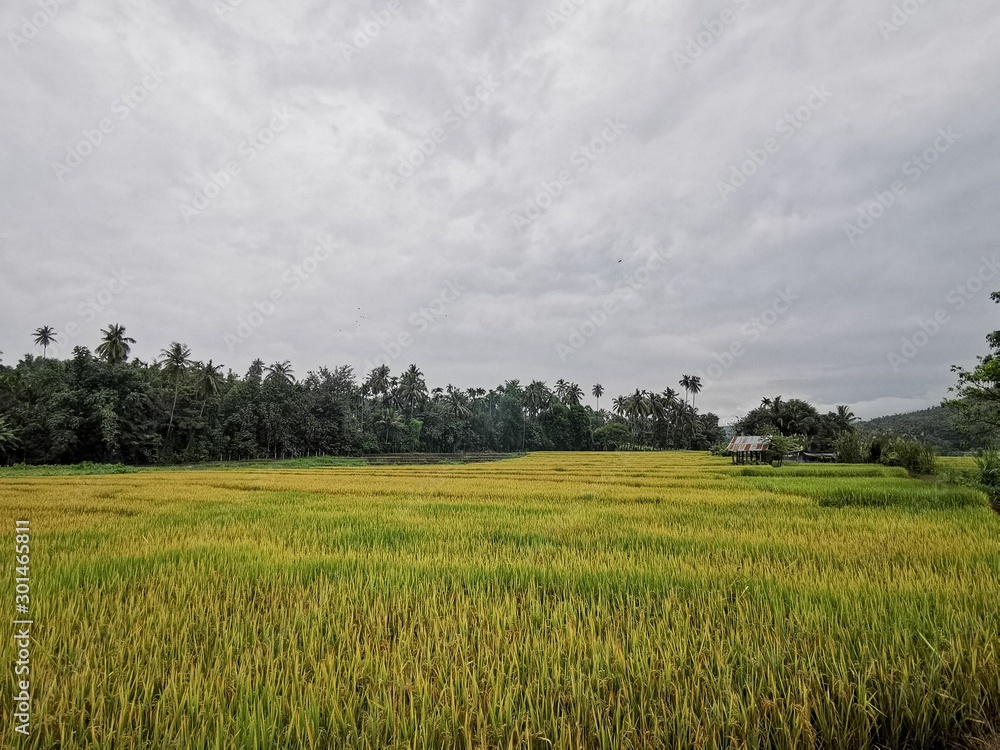 landscape with green field and blue sky landscape with green field and blue sky