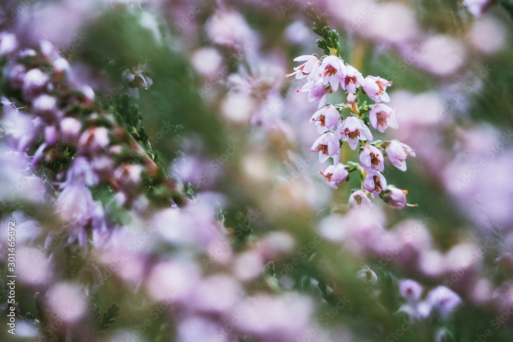 Pink heather flower against colorful defocused background bokeh Pink heather flower against colorful defocused background bokeh