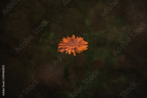 orange flower growing in the garden on a neutral background on a summer day photo