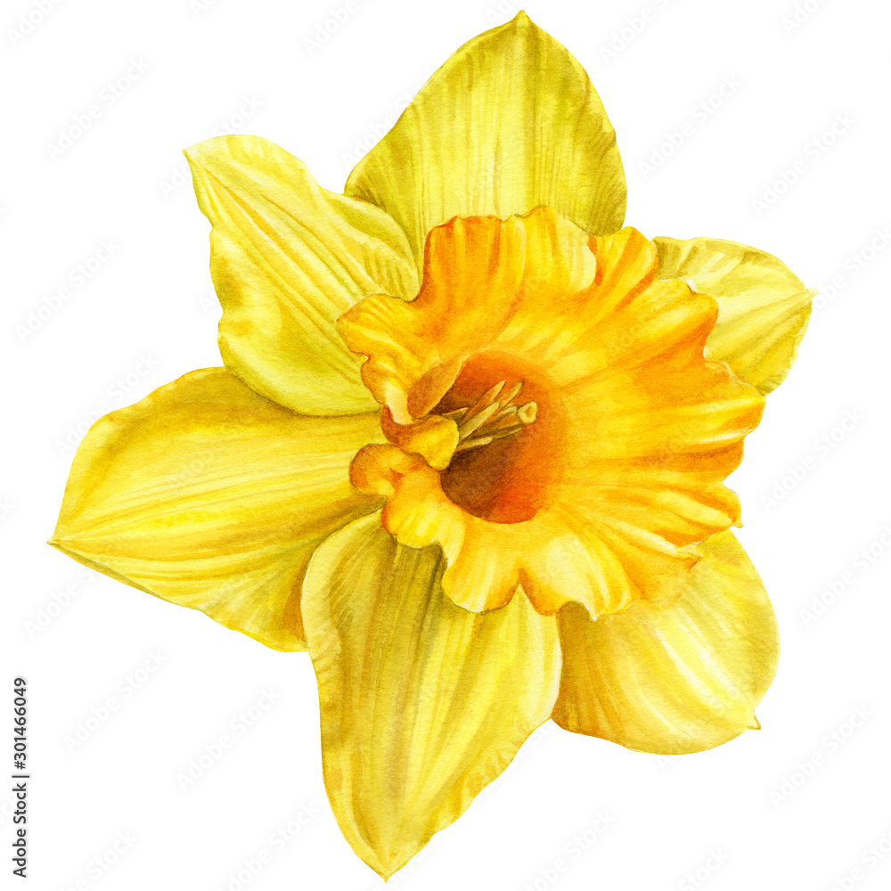 yellow narcissus on an isolated white background, watercolor, hand-drawing, botanical painting