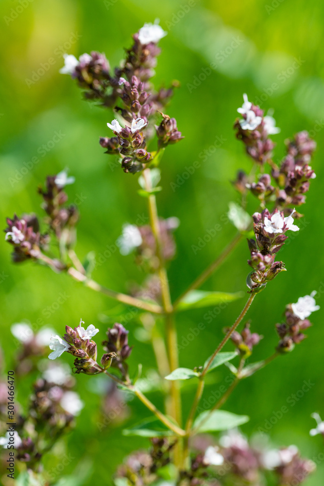 beautiful white flowers on blurred natural background beautiful white flowers on blurred natural background