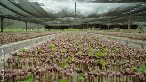 Planta de café germinando