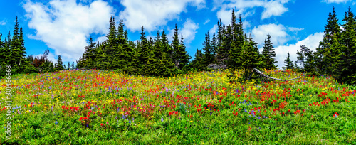 Hiking through the alpine meadows filled with abundant wildflowers. On Tod Mountain at the alpine village of Sun Peaks in the Shuswap Highlands of the Okanagen region in British Columbia, Canada photo