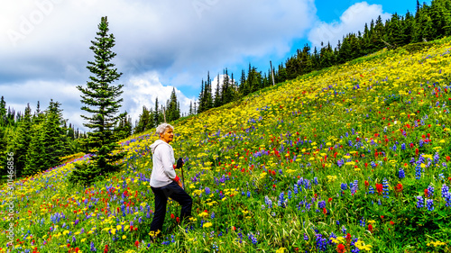 Woman hiking through the alpine meadows filled with abundant wildflowers on Tod Mountain at the alpine village of Sun Peaks in the Shuswap Highlands of the Okanagen region in British Columbia, Canada © hpbfotos