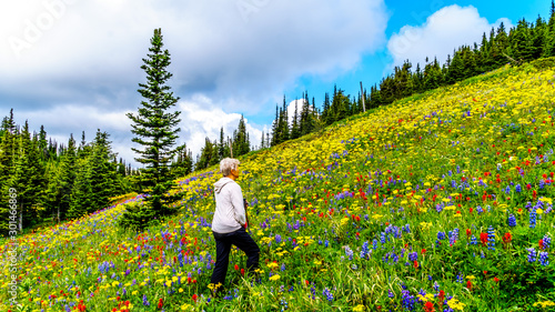 Woman hiking through the alpine meadows filled with abundant wildflowers on Tod Mountain at the alpine village of Sun Peaks in the Shuswap Highlands of the Okanagen region in British Columbia, Canada