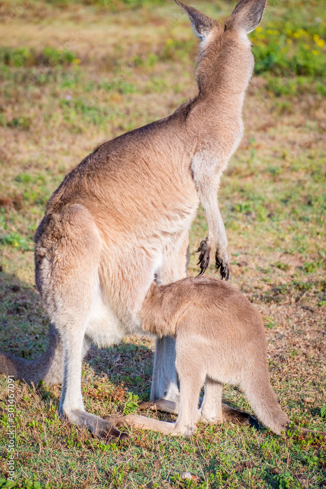 A mother Kangaroo and her joey in Coombabah Queensland A mother Kangaroo and her joey in Coombabah Queensland