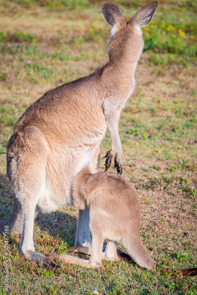A mother Kangaroo and her joey in Coombabah Queensland A mother Kangaroo and her joey in Coombabah Queensland