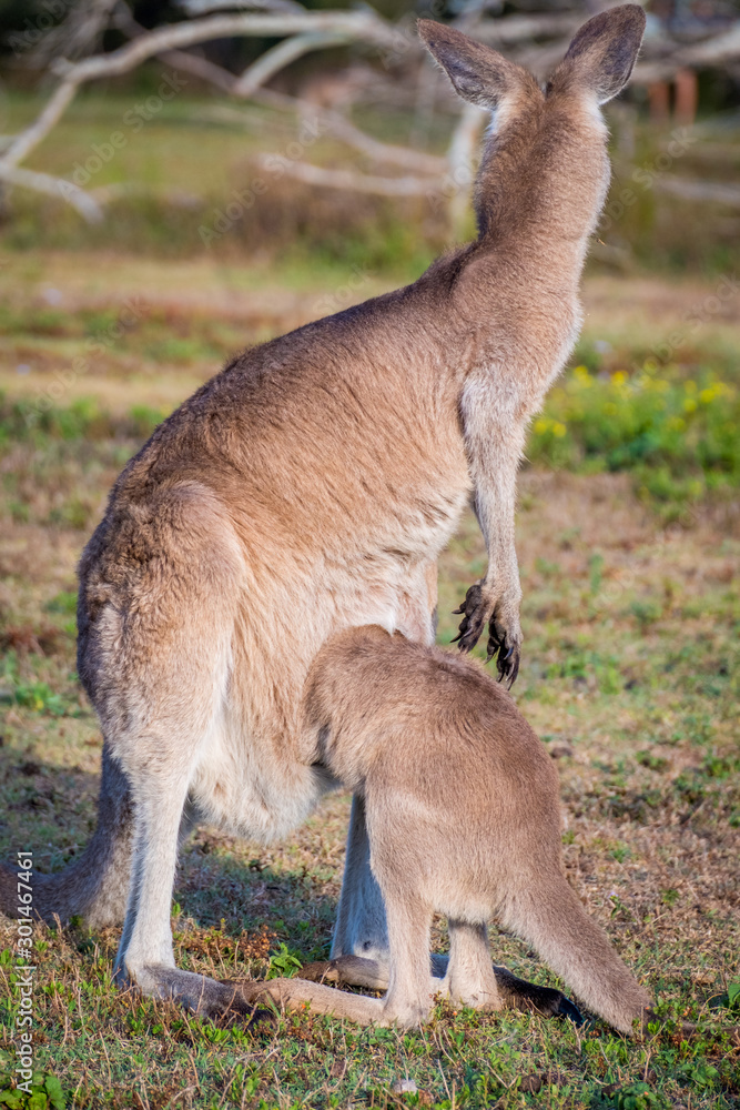 A mother Kangaroo and her joey in Coombabah Queensland 