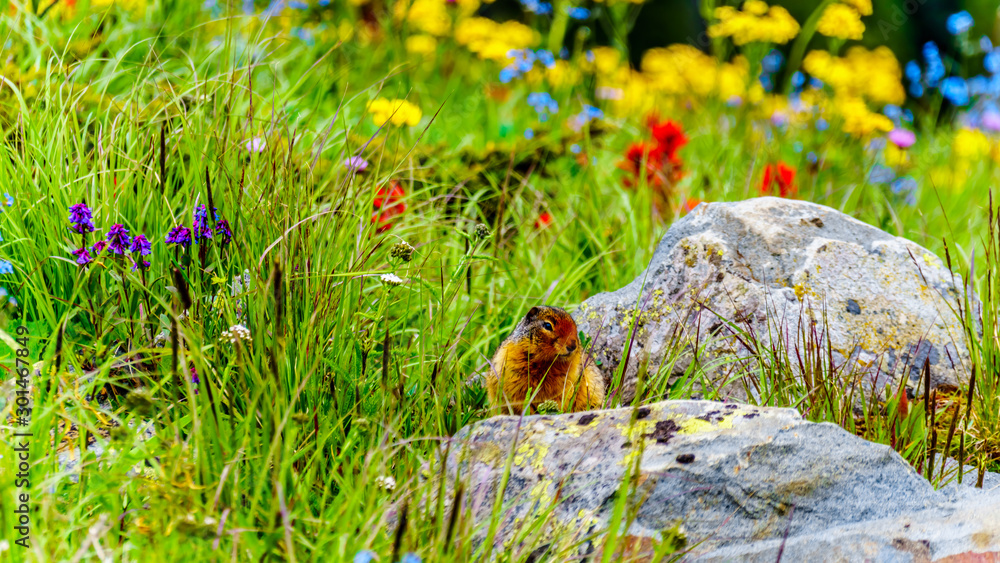 Obraz premium A Columbian ground squirrel among the Wildflowers in the high Alpine of Tod Mountain in the Shuswap Highlands of British Columbia, Canada