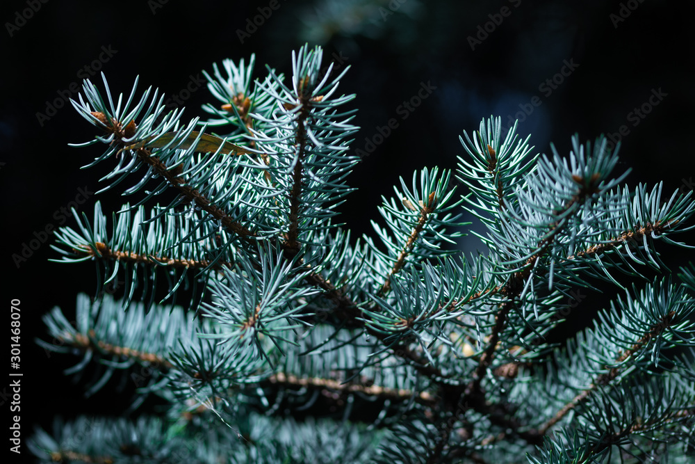 blue spruce branches on blurred background, close view 
