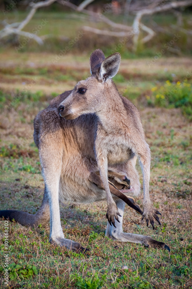 Kangaroo in the wild in Coombabah Queensland