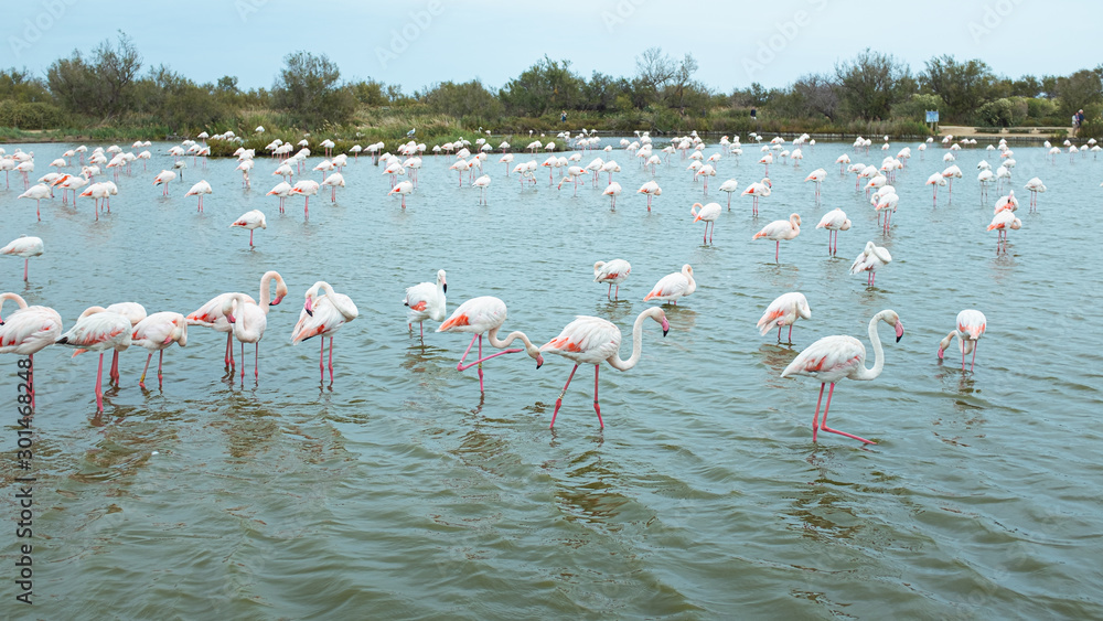 Naklejka premium Many great pink flamingos on a lake in La Camargue, France