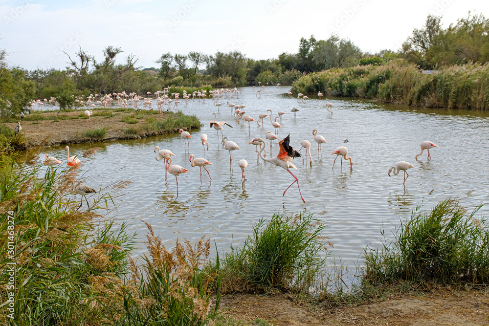 Many flamingos resting on a water lake under a cloudy sky in La Camargue, France Many flamingos resting on a water lake under a cloudy sky in La Camargue, France