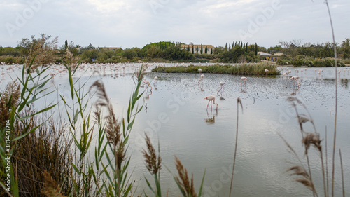 Some flamingos resting on a water pond in La Camargue  France