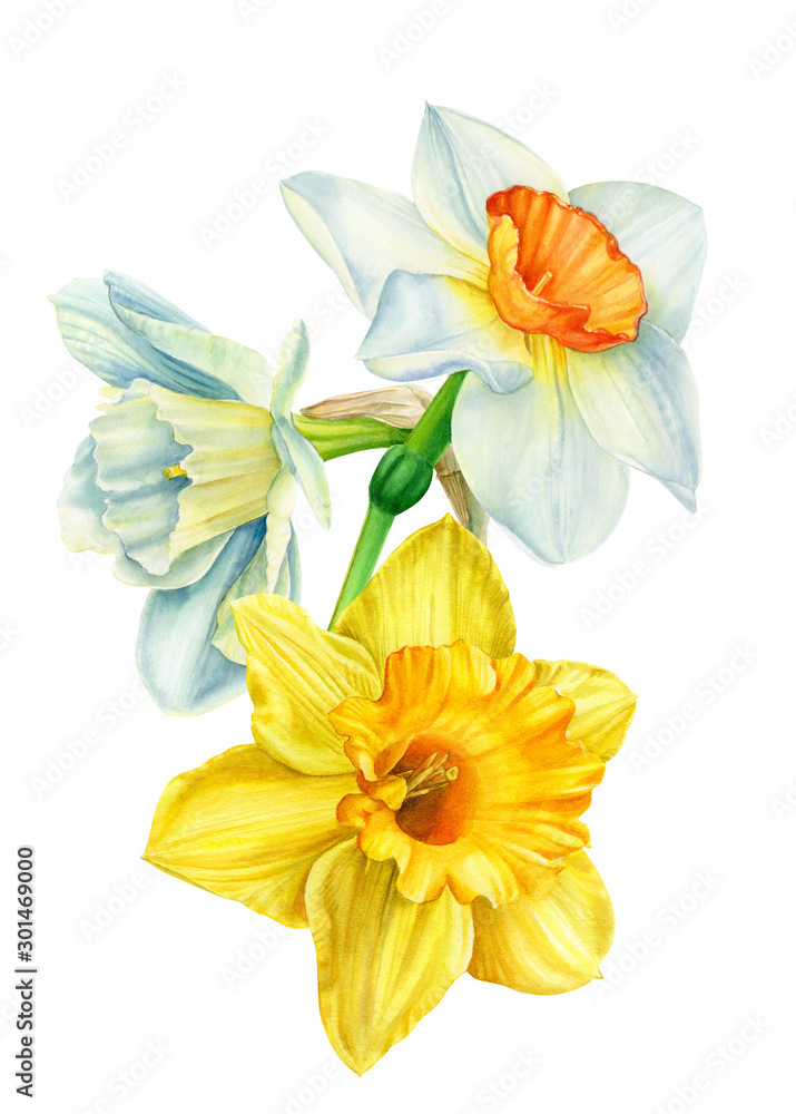beautiful bouquet of flowers, narcissus on an isolated white background, watercolor, hand-drawing, botanical painting