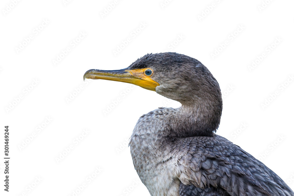 Common cormorant resting by a lake Common cormorant resting by a lake