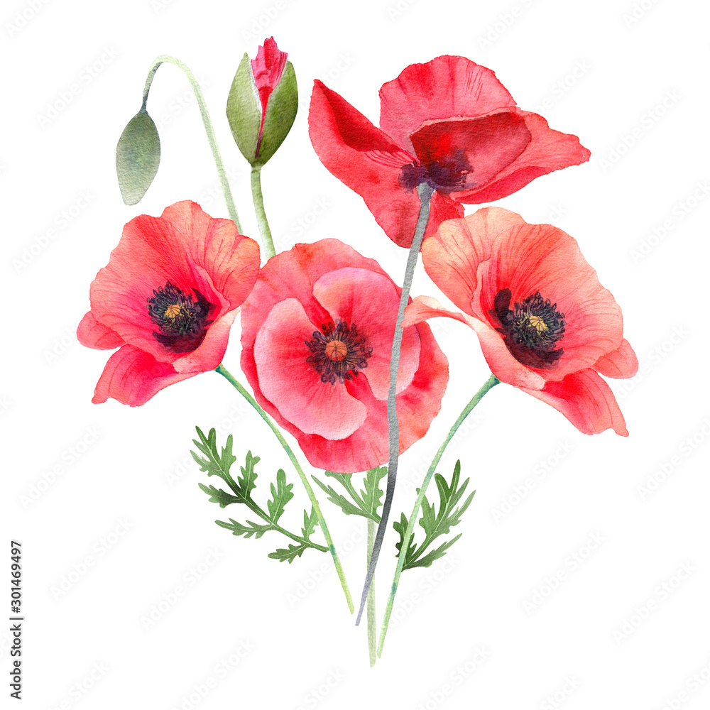 Watercolor red poppies. Wild flower bouquet isolated on white. Hand painting illustration for interior decoration, textile printing, printed issues, invitation and greeting cards. Watercolor red poppies. Wild flower bouquet isolated on white. Hand painting illustration for interior decoration, textile printing, printed issues, invitation and greeting cards.