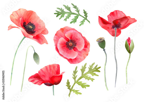 Watercolor red poppies. Wild flower set isolated on white. Hand painting illustration for interior decoration, textile printing, printed issues, invitation and greeting cards.