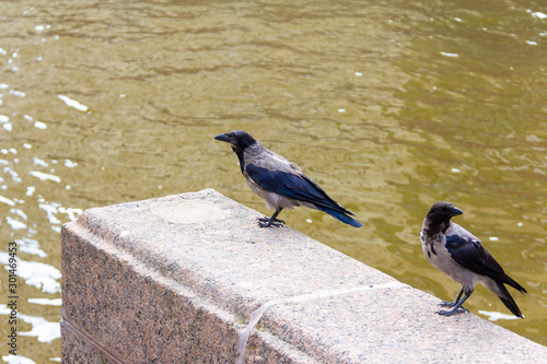 A pair of gray crows perched on the granite embankment