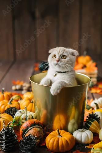 Scottish fold lies in basket. Cat and pumpkins. Cat and Autumn. A Yellow baby British shorthair kitty with halloween pumpkins at brown autumn background