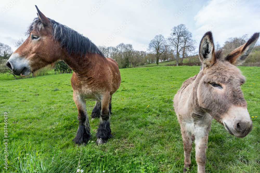 Large Shire Horse and small Donkey alongside one another, Large Shire Horse and small Donkey alongside one another,