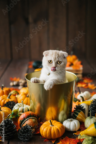 Scottish fold lies in basket. Cat and pumpkins. Cat and Autumn. A Yellow baby British shorthair kitty with halloween pumpkins at brown autumn background