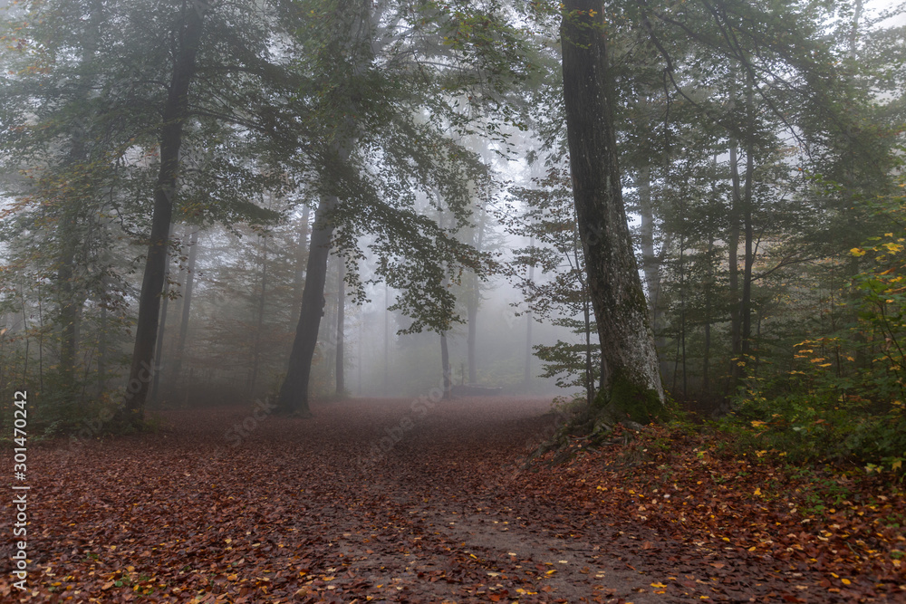 Waldweg Kreuzung im Nebel