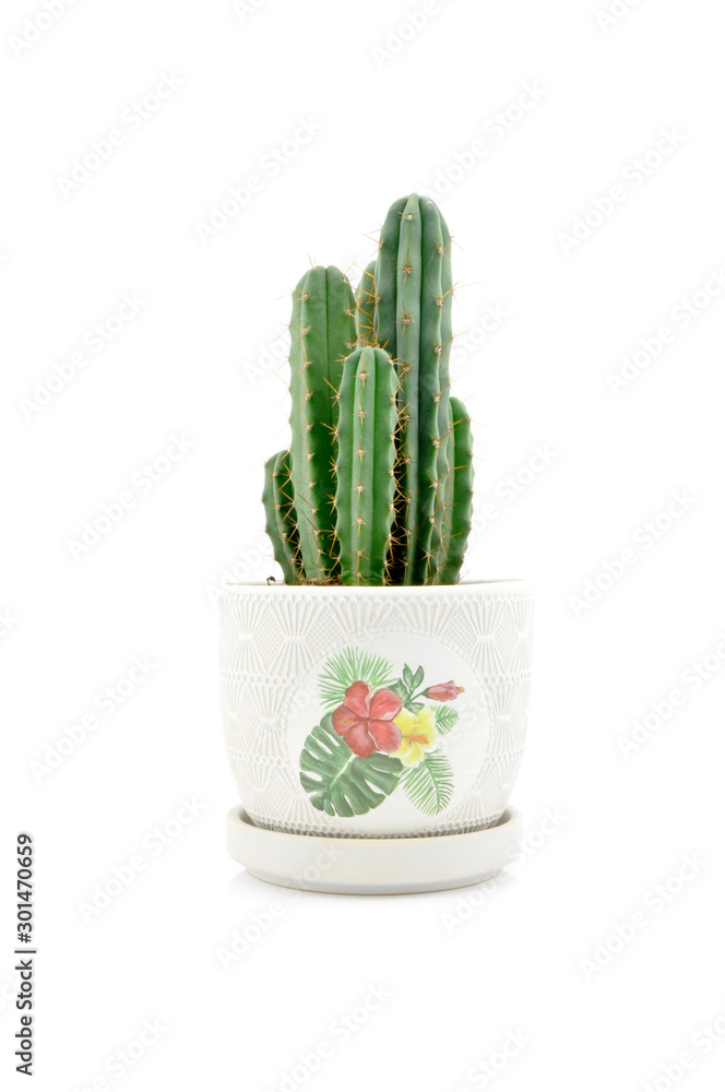 Home collection of cactus for decoration in pots, isolated on white background Home collection of cactus for decoration in pots, isolated on white background