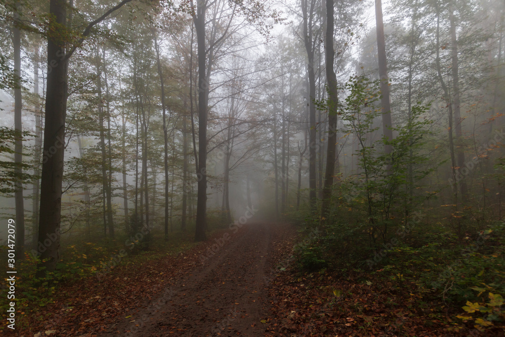 Fototapeta premium Herbstwald und Nebel
