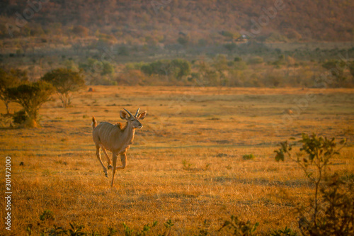 Young male Kudu running in the bush.