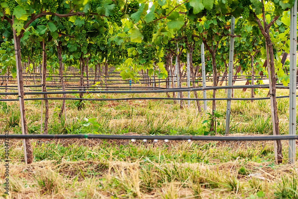 Vineyard landscape with irrigation system with drip of water, at sunset. Raïmat wines. Caberneet Sauvignon.Merlot, syrah, Pynot noir. Vineyard landscape with irrigation system with drip of water, at sunset. Raïmat wines. Caberneet Sauvignon.Merlot, syrah, Pynot noir.