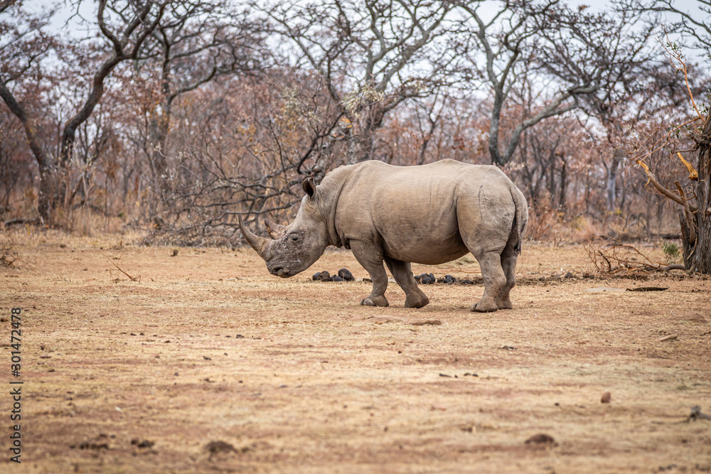 Obraz premium White rhino walking in the bush.