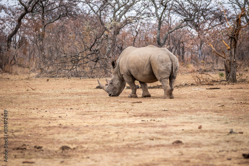 White rhino walking in the bush.
