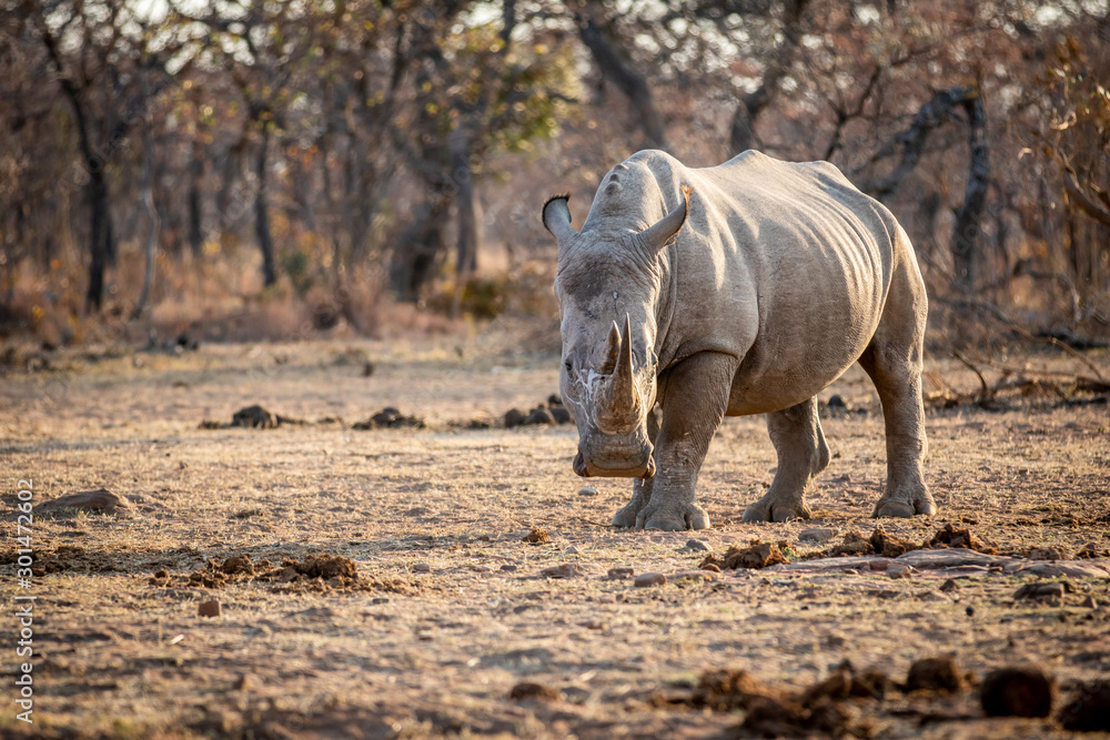 Fototapeta premium White rhino standing in the grass.