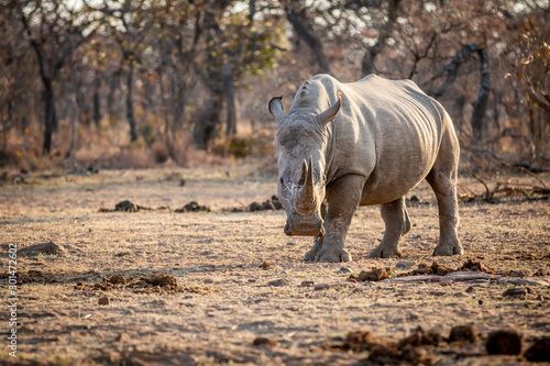 White rhino standing in the grass.