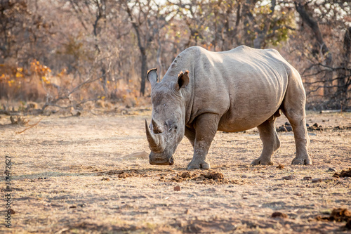 White rhino standing in the grass.