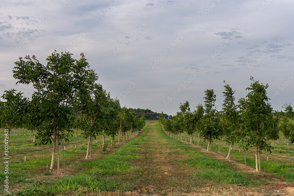 Obraz premium Walnut tree field in Raimat at sunset.