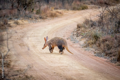 Aardvark crossing a bush road. photo